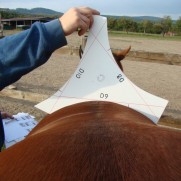 Equine Back Profiling System